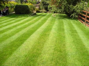 как садить газон как садить газон